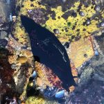 Saida_de_campo_A_procura_da_lebre_do_mar