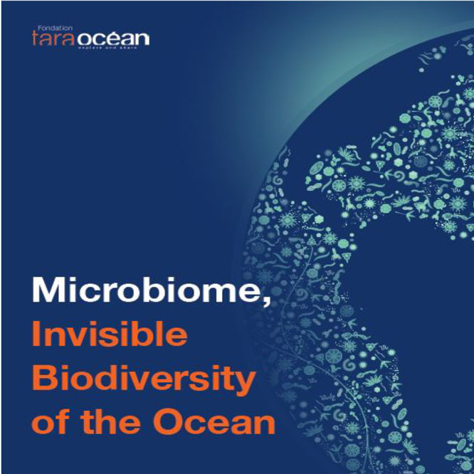 Microbiome, invisible biodiversity of the ocean