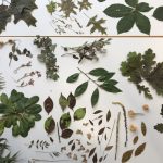 Oficina Construção de um herbário