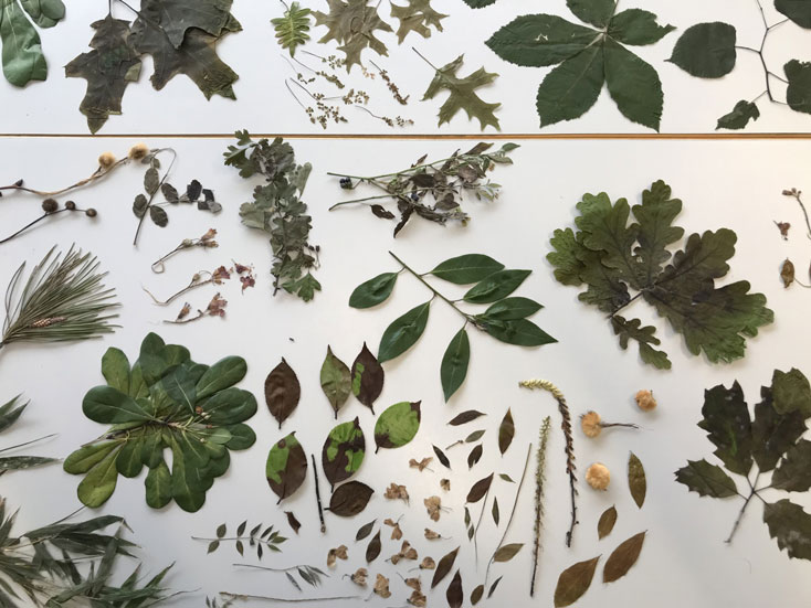 Oficina Construção de um herbário