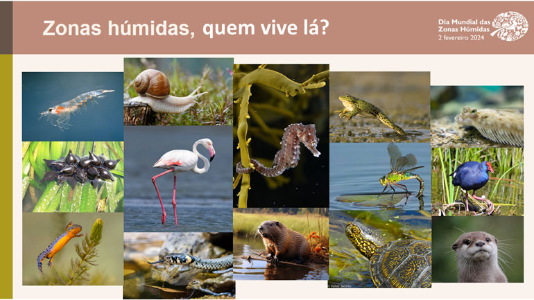 Palestra_DasZonas_humidas-aos-sitios-Ramsar