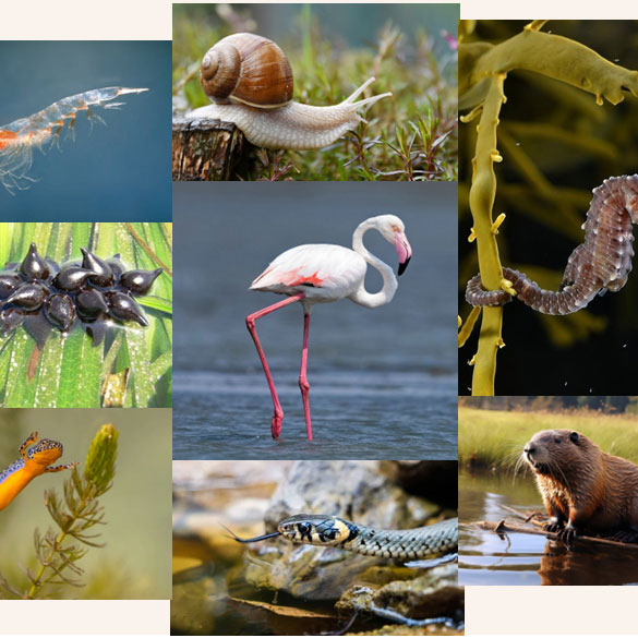 Das zonas húmidas aos sítios RAMSAR