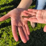 Percurso exploratório Há vida no charco