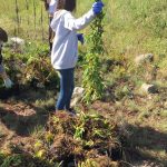 Saída_de_campo_O-chorão-está-engolir-o-botão