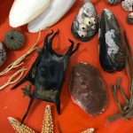 Oficina Criaturas Oceano