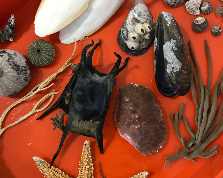 Oficina Criaturas Oceano