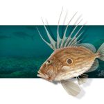 Exposição Ilustrações de Vida Aquática